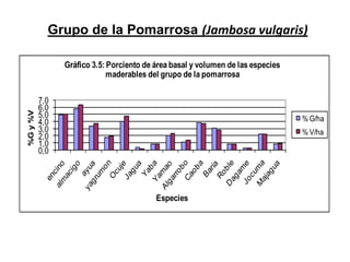 Grupo de la Pomarrosa (Jambosa vulgaris)