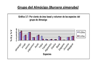 Grupo del Almácigo (Bursera simaruba)