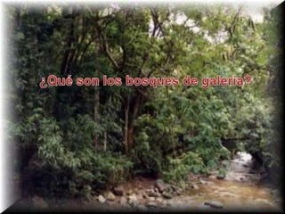 ¿Qué son los bosques de galería? 