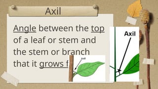 Parts and Functions of Leaves- A Plant Biology Day 1 Lesson | PPTX