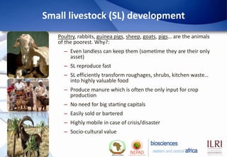 Small livestock (SL) development
   Poultry, rabbits, guinea pigs, sheep, goats, pigs… are the animals
   of the poorest. ...