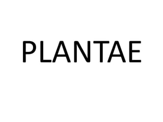 PLANTAE
 