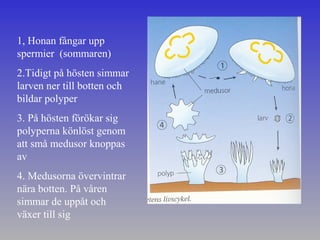 Djur 1 | PPT