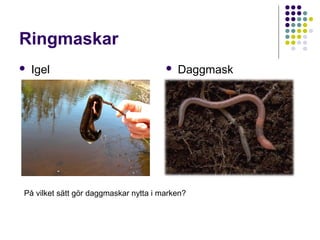Ringmaskar
   Igel                                  Daggmask




På vilket sätt gör daggmaskar nytta i marken?
 