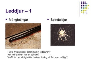 Leddjur – 1
   Mångfotingar                             Spindeldjur




I vilka fyra grupper delar man in leddjuren?
Hur många ben har en spindel?
Varför är det viktigt att ta bort en fästing så fort som möjligt?
 