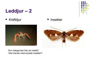 Leddjur – 2
   Kräftdjur                            Insekter




    Hur många ben har en insekt?
    Vad menas med sociala insekter?
 