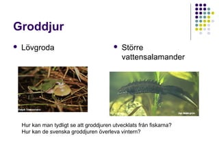 Groddjur
   Lövgroda                                 Större
                                              vattensalamander




    Hur kan man tydligt se att groddjuren utvecklats från fiskarna?
    Hur kan de svenska groddjuren överleva vintern?
 
