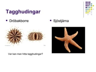 Tagghudingar


Dröbakborre



Sjöstjärna

Hur kan tagghudingar förflytta sig? (tjejernas fråga)
Hur kan tagghudingar se? (killarnas fråga)

 