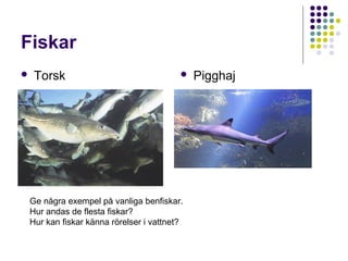 Fiskar


Torsk



Pigghaj

Hur andas de flesta fiskar? (tjejernas fråga)
Hur fortplantar sig fiskar? (killarnas fråga)
Vilka tre grupper delas fiskar in i?

 
