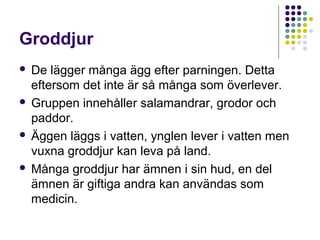 Groddjur
De lägger många ägg efter parningen. Detta
eftersom det inte är så många som överlever.
 Gruppen innehåller salamandrar, grodor och
paddor.
 Äggen läggs i vatten, ynglen lever i vatten men
vuxna groddjur kan leva på land.
 Många groddjur har ämnen i sin hud, en del
ämnen är giftiga andra kan användas som
medicin.


 