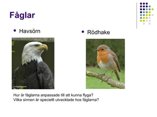 Fåglar


Havsörn



Rödhake

Hur är fåglarna anpassade till att kunna flyga?
Vilka sinnen är speciellt utvecklade hos fåglarna? (tjejernas fråga)
Vilken funktion har fåglarnas fjädrar? (killarnas fråga)

 