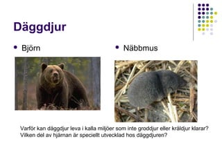 Däggdjur


Björn



Näbbmus

Hur föder däggdjuren upp sina ungar?
Varför kan däggdjuren överleva i kalla klimat som inte groddjur och
kräldjur kan klara?

 