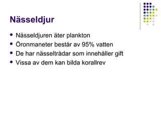 Nässeldjur
Nässeldjuren äter plankton
 Öronmaneter består av 95% vatten
 De har nässeltrådar som innehåller gift
 Vissa av dem kan bilda korallrev


 