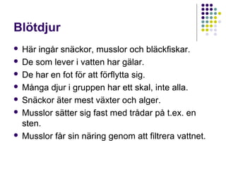 Blötdjur
Här ingår snäckor, musslor och bläckfiskar.
 De som lever i vatten har gälar.
 De har en fot för att förflytta sig.
 Många djur i gruppen har ett skal, inte alla.
 Snäckor äter mest växter och alger.
 Musslor sätter sig fast med trådar på t.ex. en
sten.
 Musslor får sin näring genom att filtrera vattnet.


 