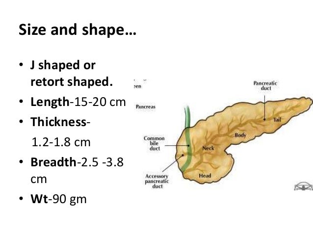 anatomy of pancreas pancreas size