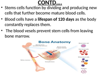 CONTD….
• Stems cells function by dividing and producing new
cells that further become mature blood cells.
• Blood cells have a lifespan of 120 days as the body
constantly replaces them.
• The blood vesels prevent stem cells from leaving
bone marrow.
 