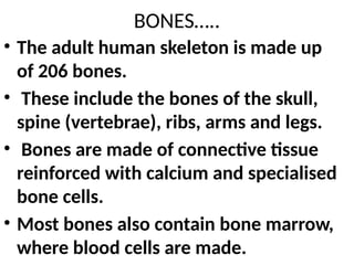 BONES…..
• The adult human skeleton is made up
of 206 bones.
• These include the bones of the skull,
spine (vertebrae), ribs, arms and legs.
• Bones are made of connective tissue
reinforced with calcium and specialised
bone cells.
• Most bones also contain bone marrow,
where blood cells are made.
 