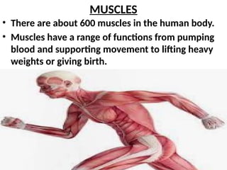 MUSCLES
• There are about 600 muscles in the human body.
• Muscles have a range of functions from pumping
blood and supporting movement to lifting heavy
weights or giving birth.
 