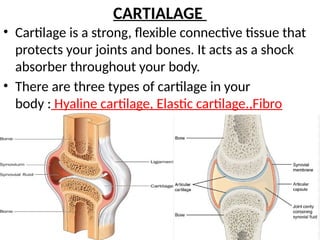 CARTIALAGE
• Cartilage is a strong, flexible connective tissue that
protects your joints and bones. It acts as a shock
absorber throughout your body.
• There are three types of cartilage in your
body : Hyaline cartilage, Elastic cartilage.,Fibro
cartilage
 