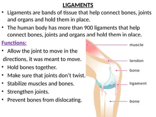 LIGAMENTS
• Ligaments are bands of tissue that help connect bones, joints
and organs and hold them in place.
• The human body has more than 900 ligaments that help
connect bones, joints and organs and hold them in place.
Functions:
• Allow the joint to move in the
directions, it was meant to move.
• Hold bones together.
• Make sure that joints don’t twist.
• Stabilize muscles and bones.
• Strengthen joints.
• Prevent bones from dislocating.
 