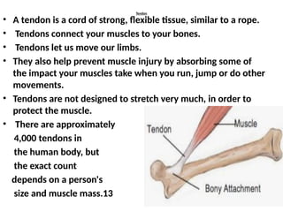 Tendon
• A tendon is a cord of strong, flexible tissue, similar to a rope.
• Tendons connect your muscles to your bones.
• Tendons let us move our limbs.
• They also help prevent muscle injury by absorbing some of
the impact your muscles take when you run, jump or do other
movements.
• Tendons are not designed to stretch very much, in order to
protect the muscle.
• There are approximately
4,000 tendons in
the human body, but
the exact count
depends on a person's
size and muscle mass.13
 