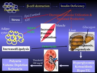 Islets of         β-cell destruction           Insulin Deficiency
  Langerhans
                               l
                  Ep i,Cortiso          Decreased Glucose Utilization &
         Stress   GH                         Increased Production

                                             Muscle
Adipo-              Amino                                        Glucagon
                                   Increased           Liver
cytes               Acids          Protein
                                   Catabolism          Increased
                                                       Ketogenesis
                                    FattyAcids         Gluconeogenesis,
 IncreasedLipolysis                                    Glycogenolysis


     Polyuria            Threshold
                         180 mg/dl                        Hyperglycemia
 Volume Depletion
                                                           Ketoacidosis
    Ketonuria
                                                            HyperTG
 