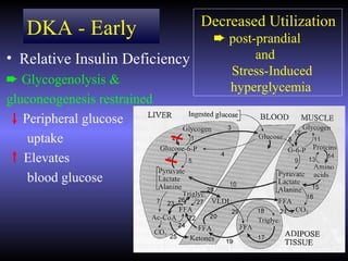 Decreased Utilization
   DKA - Early                    ² post-prandial
• Relative Insulin Deficiency            and
                                    Stress-Induced
² Glycogenolysis &
                                    hyperglycemia
gluconeogenesis restrained
   Peripheral glucose
    uptake
   Elevates
    blood glucose
 