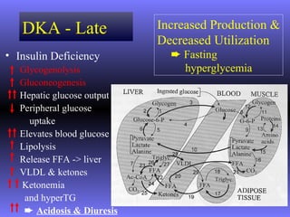 DKA - Late               Increased Production &
                            Decreased Utilization
• Insulin Deficiency          ² Fasting
   Glycogenolysis               hyperglycemia
   Gluconeogenesis
   Hepatic glucose output
   Peripheral glucose
     uptake
   Elevates blood glucose
   Lipolysis
   Release FFA -> liver
   VLDL & ketones
   Ketonemia
    and hyperTG
    ² Acidosis & Diuresis
 