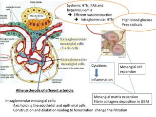 Systemic HTN, RAS and
hyperinsuliemia
 Efferent vasocostruction
 intraglomerular HTN

Cytokines

High blood glucose
Free radicals

Mesangial cell
expansion

inflammation
Atherosclerosis of efferent arteriole
Mesangial matrix expansion
Fibrin collagens deposition in GBM

Intraglomerular mesangial cells:
Axis holding the edothelial and epithelial cells
Construction and dilatation leading to fenestration change the filtration

 