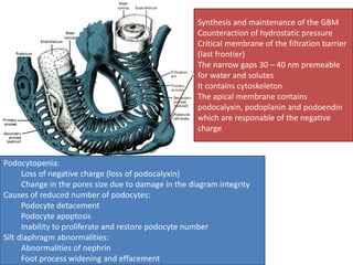 Synthesis and maintenance of the GBM
Counteraction of hydrostatic pressure
Critical membrane of the filtration barrier
(last frontier)
The narrow gaps 30 – 40 nm premeable
for water and solutes
It contains cytoskeleton
The apical membrane contains
podocalyxin, podoplanin and podoendin
which are responable of the negative
charge

Podocytopenia:
Loss of negative charge (loss of podocalyxin)
Change in the pores size due to damage in the diagram integrity
Causes of reduced number of podocytes:
Podocyte detacement
Podocyte apoptosis
Inability to proliferate and restore podocyte number
Silt diaphragm abnormalities:
Abnormalities of nephrin
Foot process widening and effacement

 