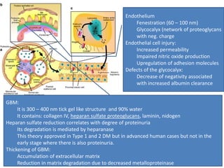 Endothelium
Fenestration (60 – 100 nm)
Glycocalyx (network of proteoglycans
with neg. charge
Endothelial cell injury:
Increased permeability
Impaired nitric oxide production
Upregulation of adhesion molecules
Defects of the glycocalyx:
Decrease of negativity associated
with increased albumin clearance
GBM:
It is 300 – 400 nm tick gel like structure and 90% water
It contains: collagen IV, heparan sulfate proteoglucans, laminin, nidogen
Heparan sulfate reduction correlates with degree of proteinuria
Its degradation is mediated by heparanase
This theory approved in Type 1 and 2 DM but in advanced human cases but not in the
early stage where there is also proteinuria.
Thickening of GBM:
Accumulation of extracellular matrix
Reduction in matrix degradation due to decreased metalloproteinase

 