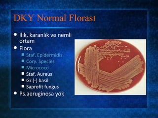 DKY Normal Florası
   Ilık, karanlık ve nemli
    ortam
   Flora
       Staf. Epidermidis
       Cory. Species
       Micrococci
       Staf. Aureus
       Gr (-) basil
       Saprofit fungus
   Ps.aeruginosa yok
 