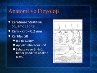 Anatomi ve Fizyoloji
   Keratinize Stratifiye
    Squamöz Epitel
   Kemik cilt – 0.2 mm
   Kartilaj cilt
       0.5 to 1.0 mm
       Apopilosebaceous unit
       Sebase ve serüminöz
        bezler (modifiye apokrin
        gland)
 