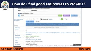 An NIDDK Resource dknet.org
How do I find good antibodies to PMAIP1?
 