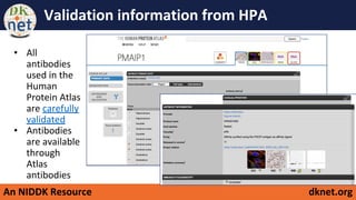 An NIDDK Resource dknet.org
Validation information from HPA
• All
antibodies
used in the
Human
Protein Atlas
are carefully
validated
• Antibodies
are available
through
Atlas
antibodies
 