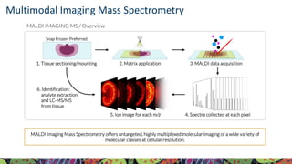 Visit KPMP.org for more information
KIDNEY PRECISION MEDICINE PROJECT
Multimodal Imaging Mass Spectrometry
MALDI IMAGING MS / Overview
MALDI Imaging Mass Spectrometry offers untargeted, highly multiplexed molecular imaging of a wide variety of
molecular classes at cellular resolution.
Snap Frozen Preferred
 