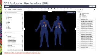 CCF Exploration User Interface (EUI)
https://portal.hubmapconsortium.org/ccf-eui
 