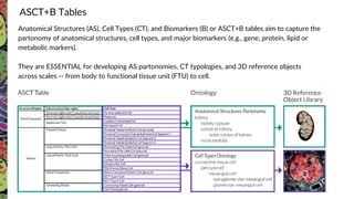 Anatomical Structures (AS), Cell Types (CT), and Biomarkers (B) or ASCT+B tables aim to capture the
partonomy of anatomical structures, cell types, and major biomarkers (e.g., gene, protein, lipid or
metabolic markers).
They are ESSENTIAL for developing AS partonomies, CT typologies, and 3D reference objects
across scales -- from body to functional tissue unit (FTU) to cell.
ASCT+B Tables
 
