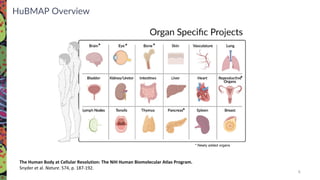 * * *
*
*
* Newly added organs
6
The Human Body at Cellular Resolution: The NIH Human Biomolecular Atlas Program.
Snyder et al. Nature. 574, p. 187-192.
HuBMAP Overview
 