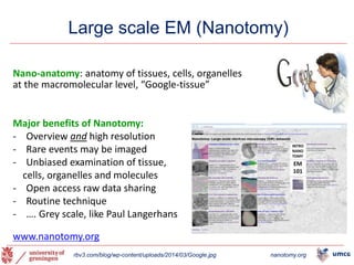 Large scale EM (Nanotomy)
13
rbv3.com/blog/wp-content/uploads/2014/03/Google.jpg nanotomy.org
Nano-anatomy: anatomy of tissues, cells, organelles
at the macromolecular level, “Google-tissue”
Major benefits of Nanotomy:
- Overview and high resolution
- Rare events may be imaged
- Unbiased examination of tissue,
cells, organelles and molecules
- Open access raw data sharing
- Routine technique
- …. Grey scale, like Paul Langerhans
www.nanotomy.org
 