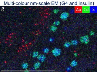 Multi-colour nm-scale EM (G4 and insulin)
 