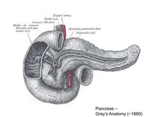 Pancreas –
Gray’s Anatomy (~1860)
 