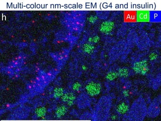 Multi-colour nm-scale EM (G4 and insulin)
 