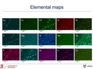 Elemental maps
21
Au Ca Cd Cl Fe
K Mg N Na Os
P S Se U Zn
 