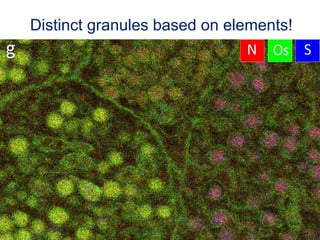 Distinct granules based on elements!
24
 