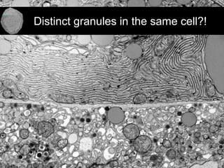 Multi-color EM with nm-scale resolution
25
Distinct granules in the same cell?!
 
