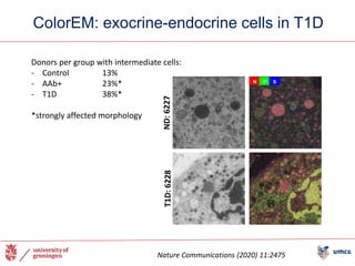 ColorEM: exocrine-endocrine cells in T1D
N P S
ND:
6227
T1D:
6228
Nature Communications (2020) 11:2475
Donors per group with intermediate cells:
- Control 13%
- AAb+ 23%*
- T1D 38%*
*strongly affected morphology
 