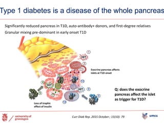 Type 1 diabetes is a disease of the whole pancreas
Significantly reduced pancreas in T1D, auto-antibody+ donors, and first-degree relatives
Loss of trophic
effect of insulin
Exocrine pancreas affects
islets at T1D onset
Granular mixing pre-dominant in early onset T1D
Q: does the exocrine
pancreas affect the islet
as trigger for T1D?
Curr Diab Rep. 2015 October ; 15(10): 79
 