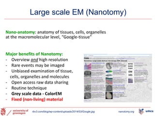 Large scale EM (Nanotomy)
32
rbv3.com/blog/wp-content/uploads/2014/03/Google.jpg nanotomy.org
Nano-anatomy: anatomy of tissues, cells, organelles
at the macromolecular level, “Google-tissue”
Major benefits of Nanotomy:
- Overview and high resolution
- Rare events may be imaged
- Unbiased examination of tissue,
cells, organelles and molecules
- Open access raw data sharing
- Routine technique
- Grey scale data - ColorEM
- Fixed (non-living) material
 