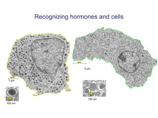 1 µm
2 µm
100 nm
100 nm
Recognizing hormones and cells
 